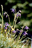 Monte Baldo (Trentino) - Aquilegia
